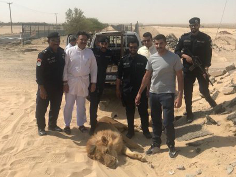 شاهد بالفيديو: أسد طليق في شوارع الكويت!